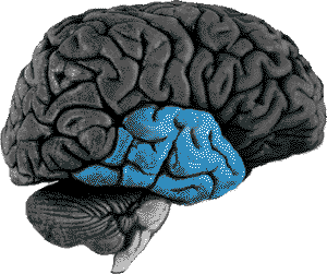 Brain with Temporal Lobe Highlighted